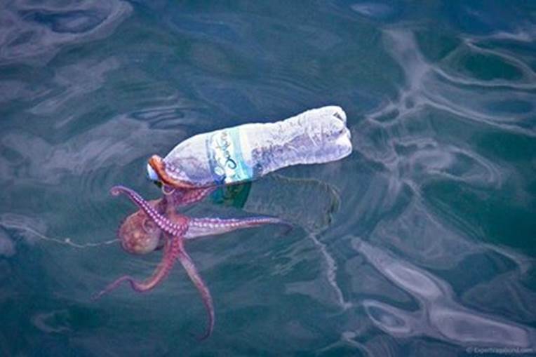 SQUIDITO.jpg